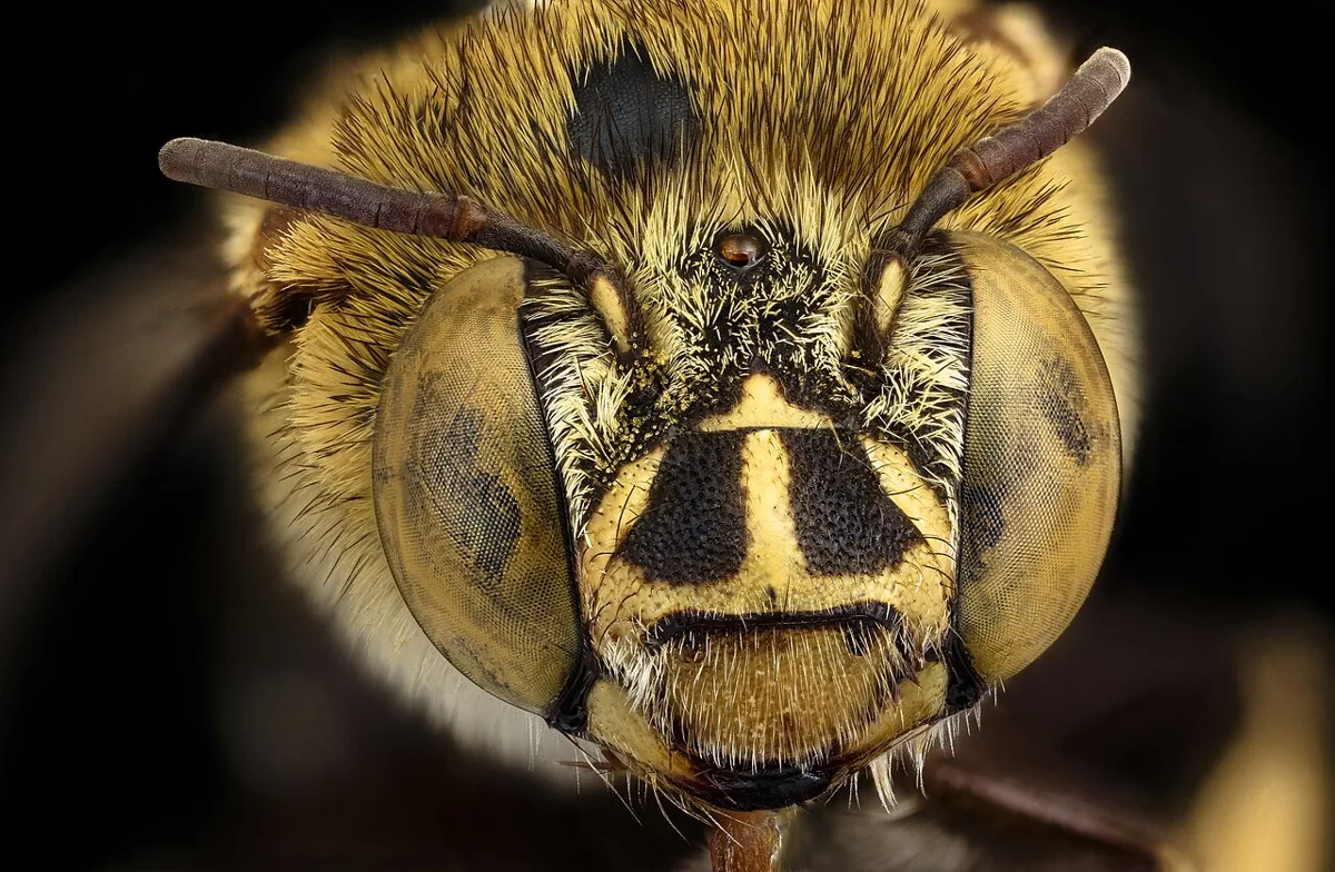 Focus Stacking