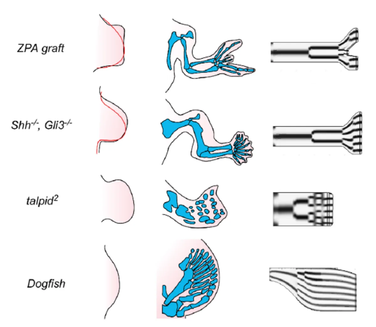 Reaction-Diffusion Patterns