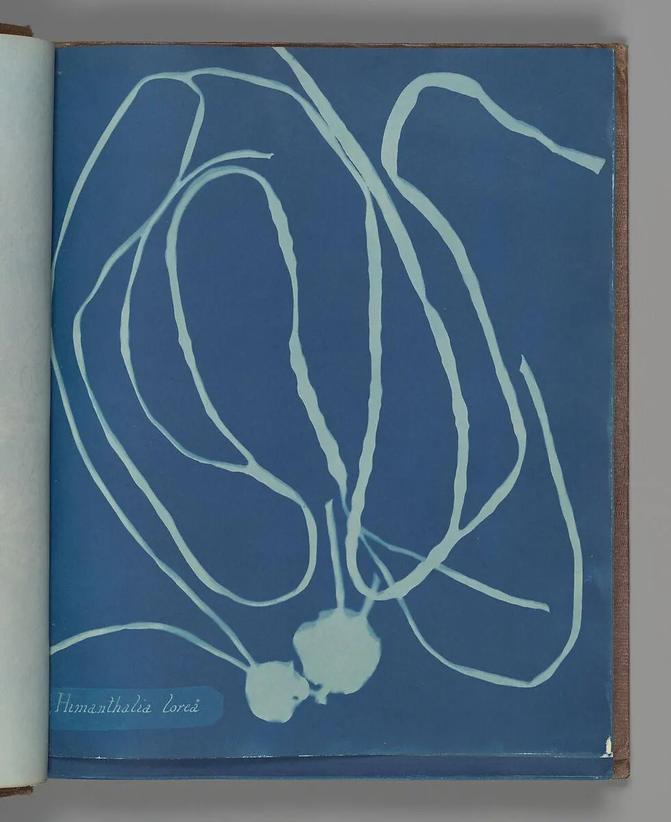 Cyanotype