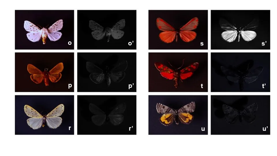 Ultraviolet Photography