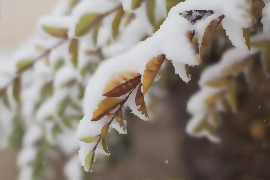 Anisotropic Diffusion, applied to “Snow covered leaves on a branch (Unsplash)”