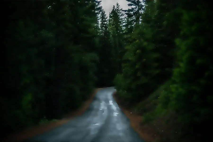 Anisotropic Diffusion, applied to “Wet forest road (Unsplash)”