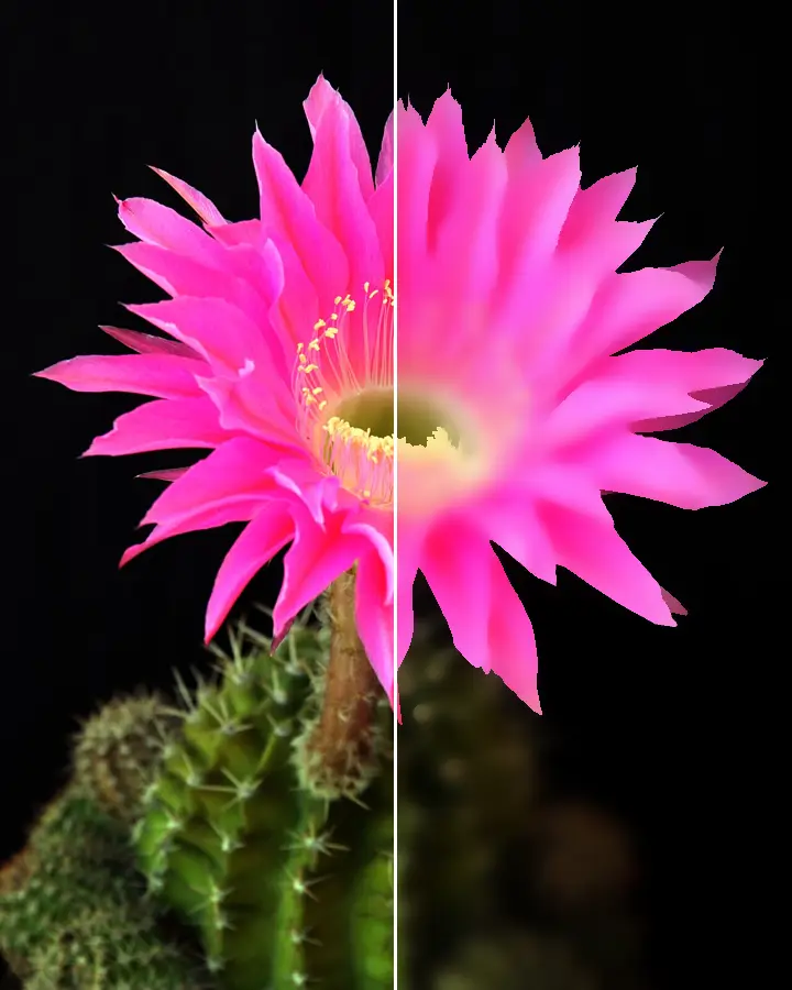 Bilateral Filter, applied to “Echinopsis unidentified”