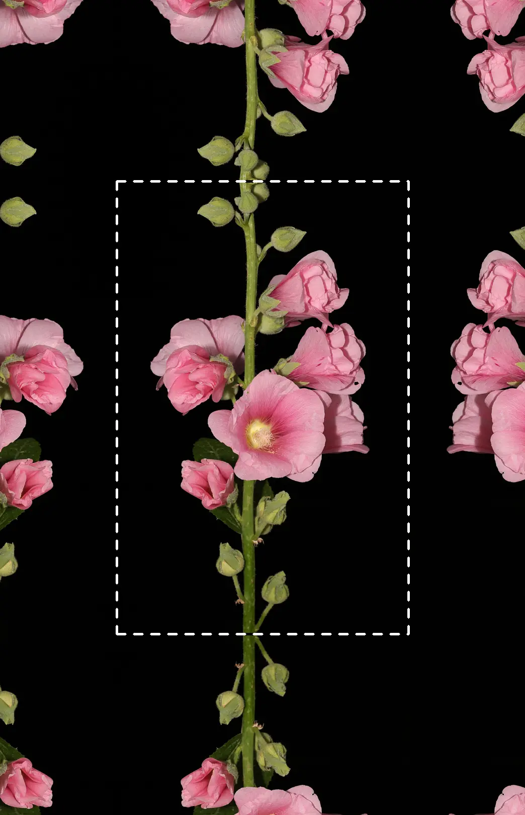 Canvas Extension, applied to “Alcea rosea 2022 G1”