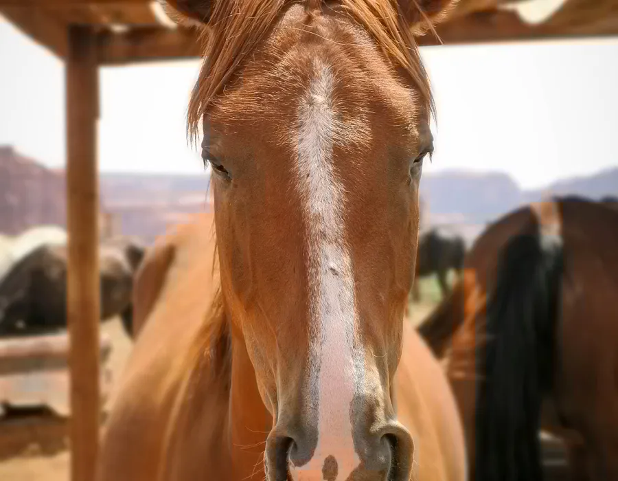 Chroma Subsampling, applied to “Chestnut horse in a shed (Unsplash)”