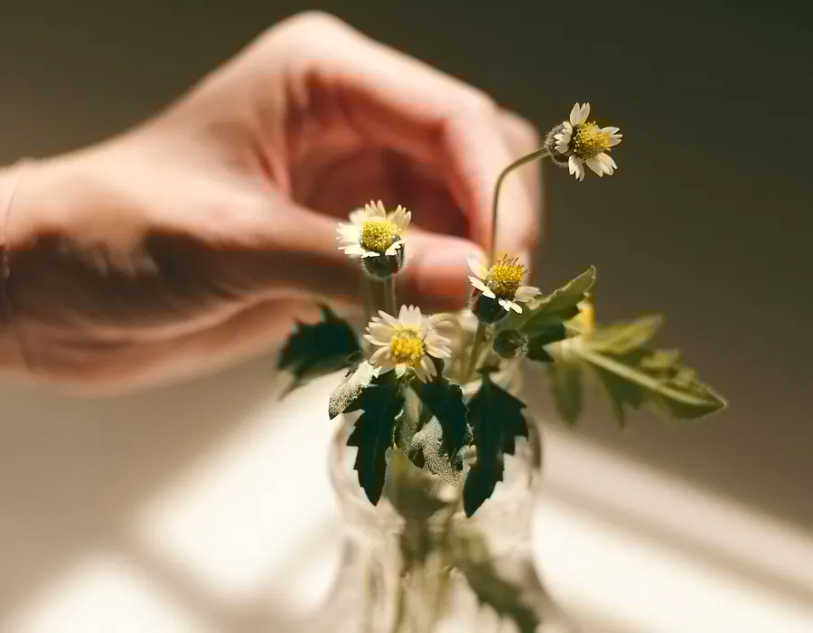 Chroma Subsampling, applied to “Tending tiny white flowers (Unsplash)”