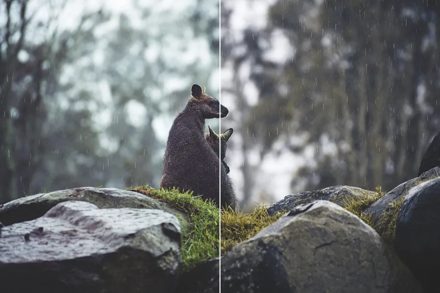 Color-Blindness Simulation, applied to “Kangaroos snuggling close (Unsplash)”