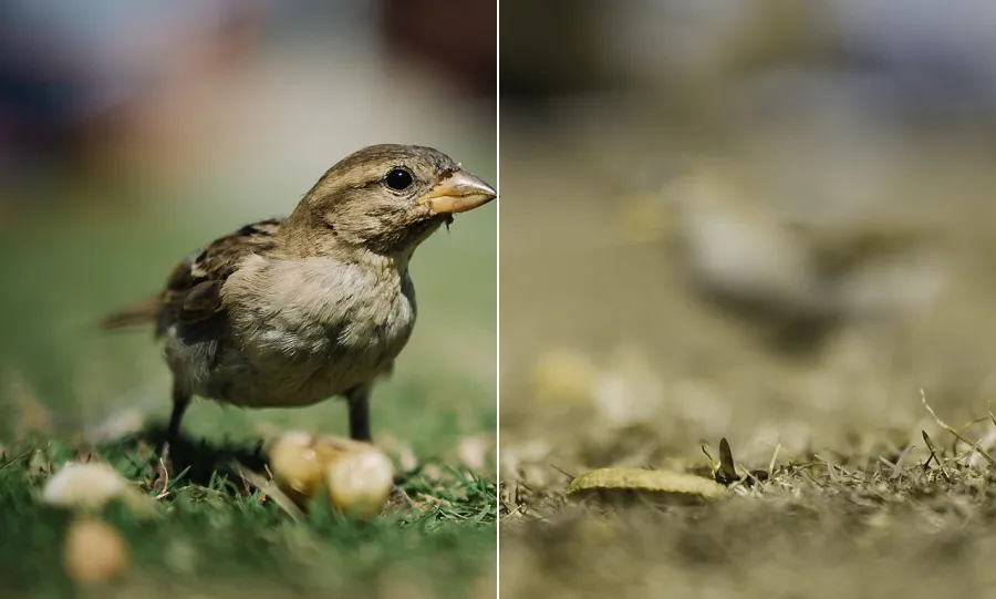Color-Blindness Simulation, applied to “Bird in Izola”