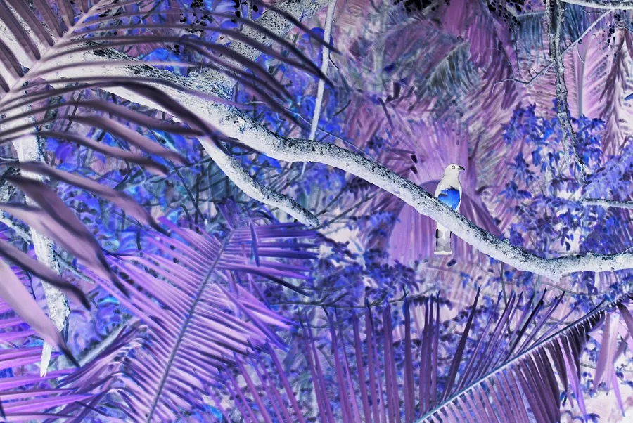 Color Inversion, applied to “Tropical bird on a branch (Unsplash)”