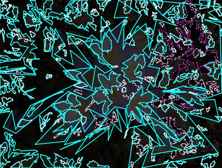 Contour Extraction, applied to “Crocuses at BBG (43248)”