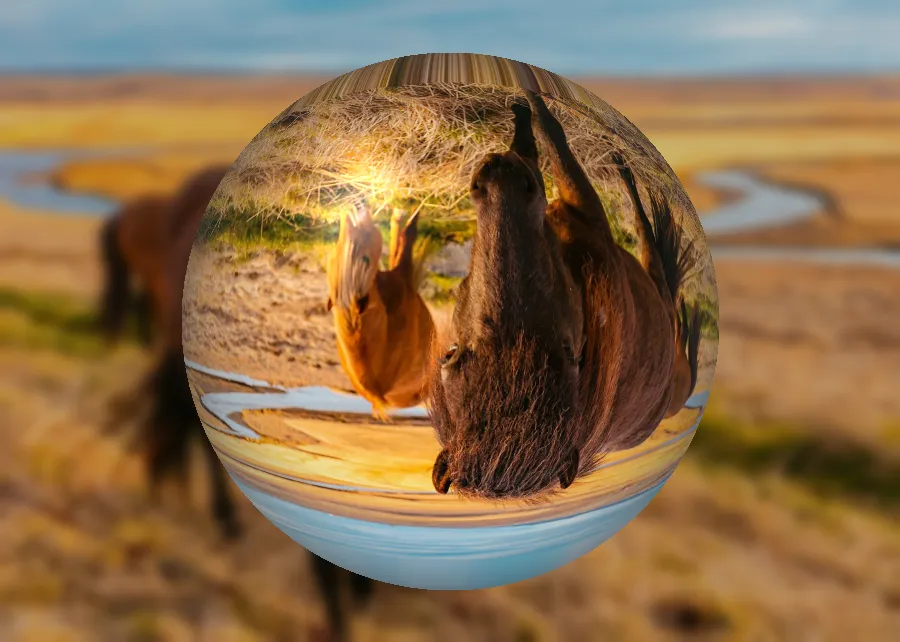 Crystal Ball Refraction, applied to “Horses my friends (Unsplash)”
