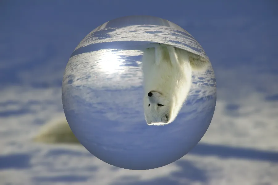Crystal Ball Refraction, applied to “Arctic Fox, Iceland 2 (Unsplash)”