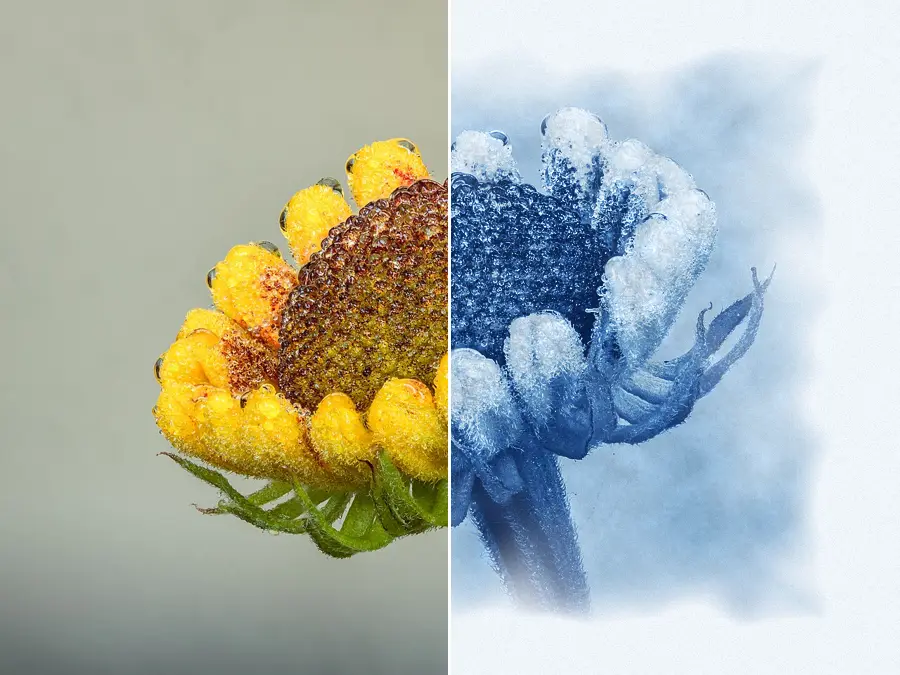 Cyanotype Simulation, applied to “Helenium 'El Dorado'. Opengebarsten bloemknop. 18-07-2021. (d.j.b)”