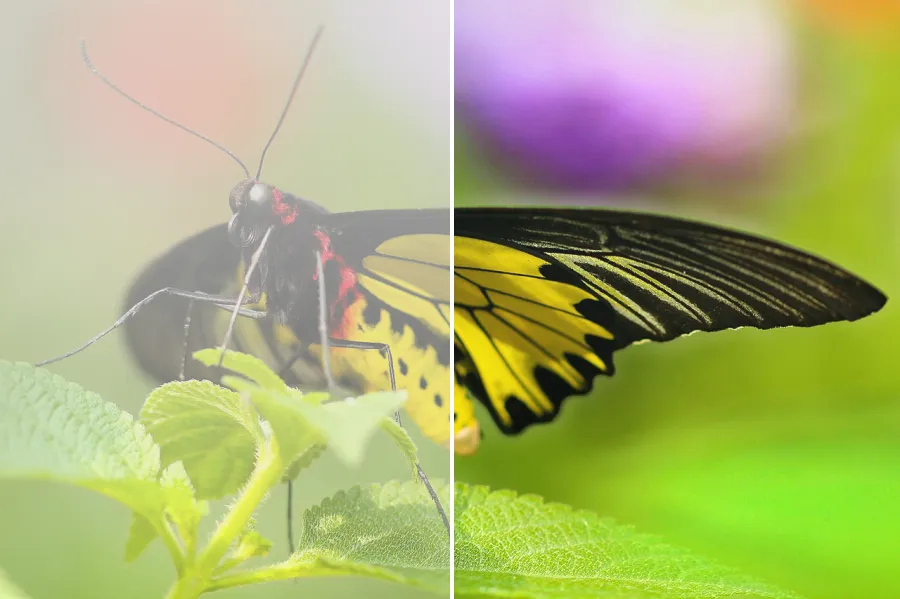 Dark Channel Dehaze, applied to “Admiral-plant-macro (Unsplash)”