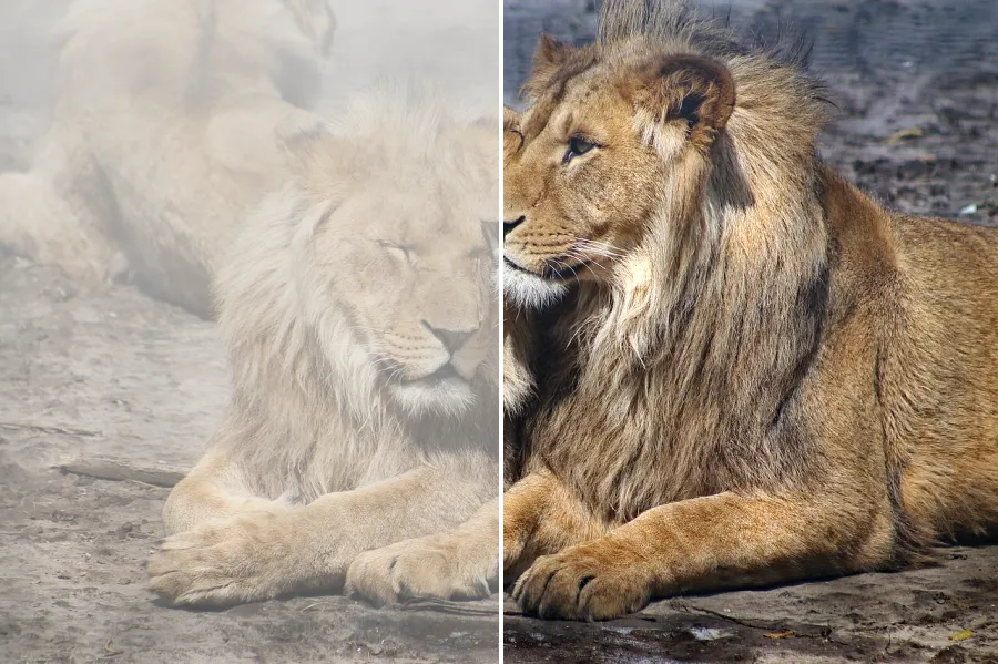 Dark Channel Dehaze, applied to “Lion friendship (Unsplash)”