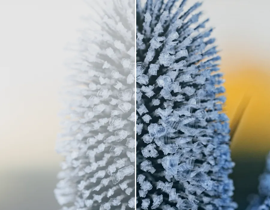 Dark Channel Dehaze, applied to “Backlight Frozen Plant (31917762147)”