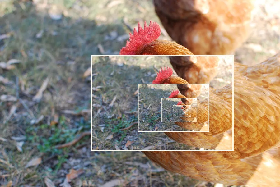 Droste Recursion, applied to “Portrait of a Hen (Unsplash)”