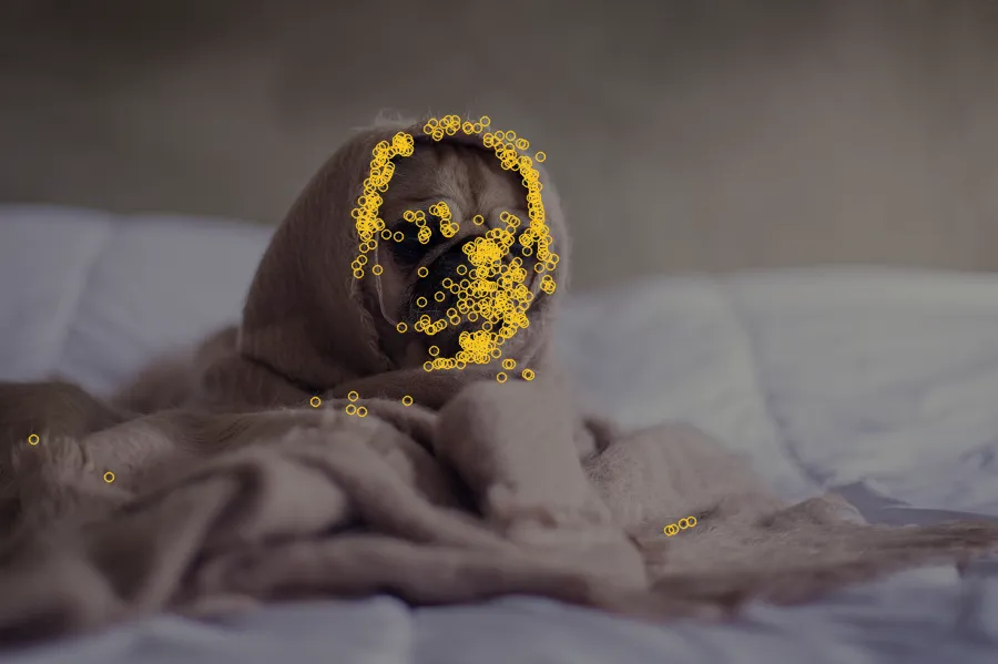 FAST Corners, applied to “Pug in a blanket (Unsplash)”