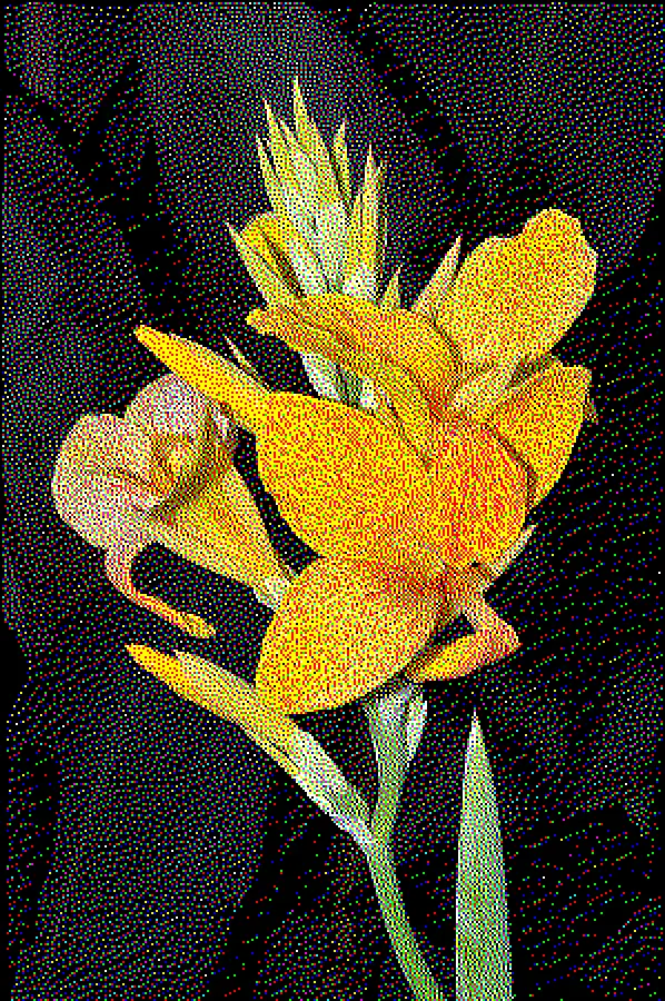 Floyd–Steinberg Dither, applied to “Cannaceae Canna L. Golden Gate”