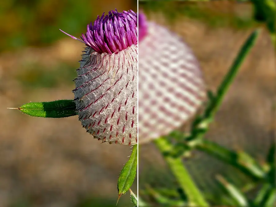 Fourier Low-Pass Filter, applied to “Cirsium eriophorum (Kozara National Park, Republika Srpska)”