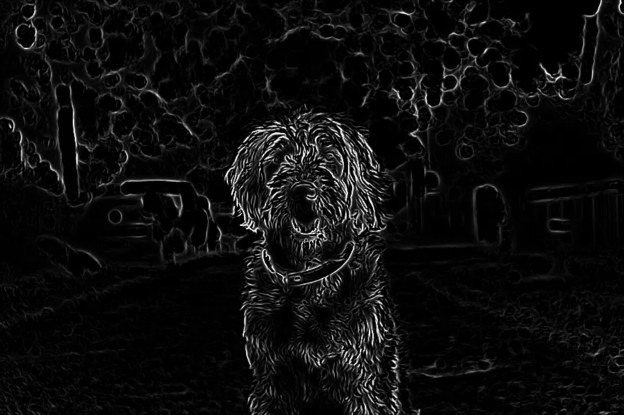Frangi Ridge Filter, applied to “Hamburg puppy (Unsplash)”