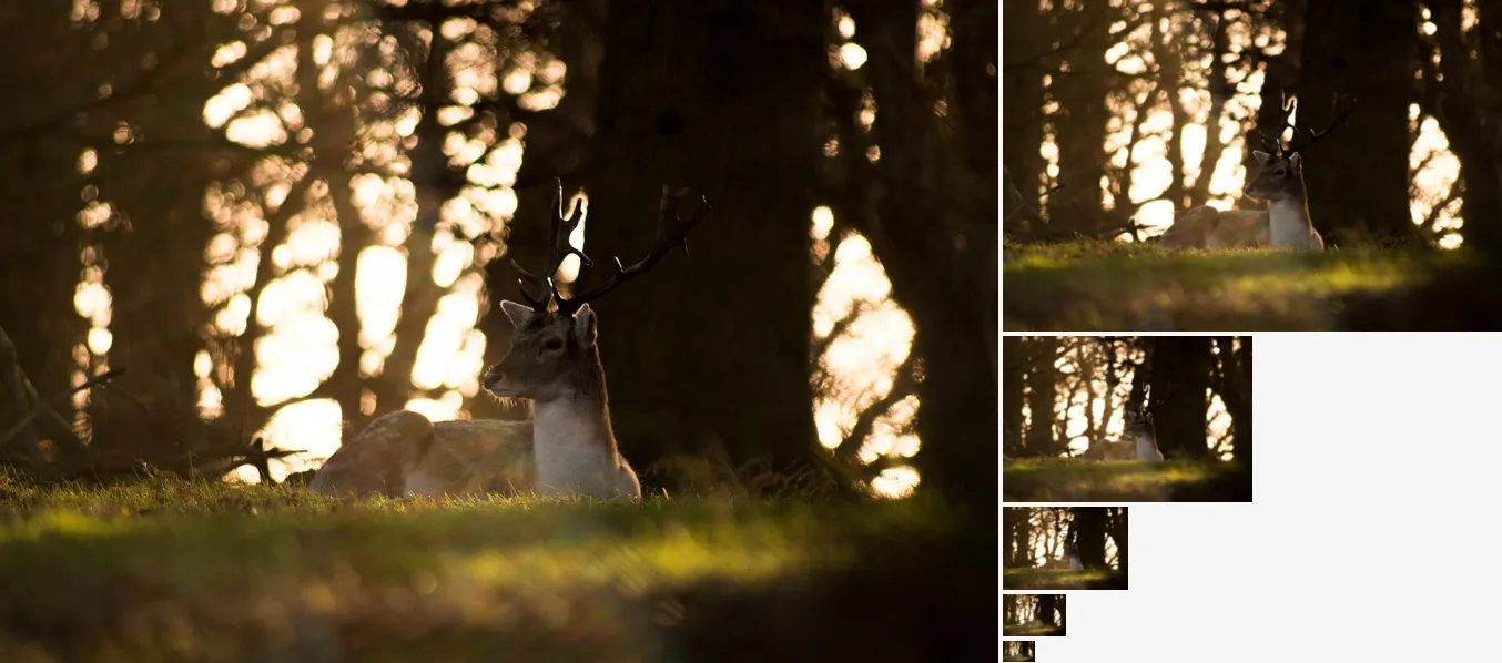 Gaussian Pyramid, applied to “Awoken Deer (Unsplash)”