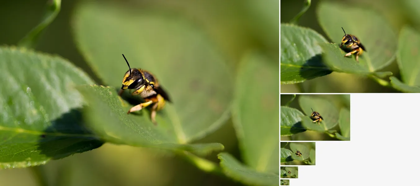 Gaussian Pyramid, applied to “Buzzing Bee (Unsplash)”