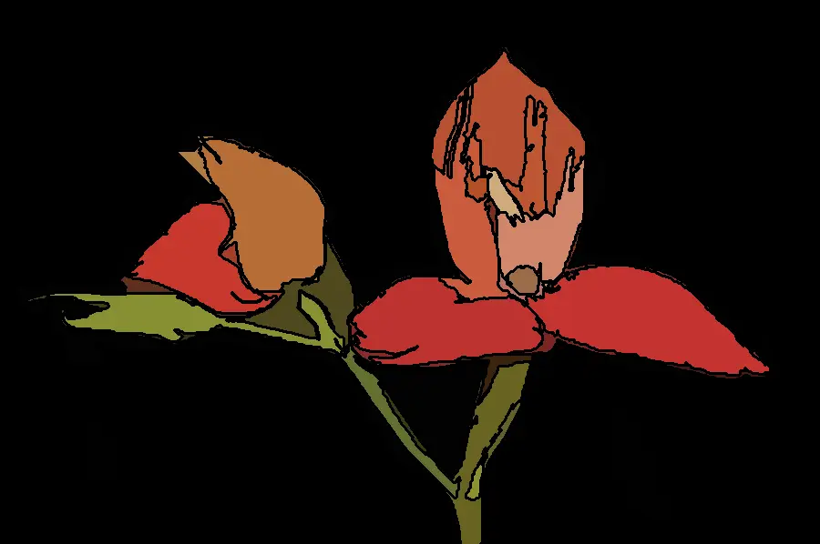 Graph Segmentation, applied to “Disa uniflora (Peter Jonas Bergius 1767)”