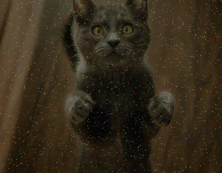 Hot Pixel Noise, applied to “Cat (Unsplash) (2017; cropped 2023)”