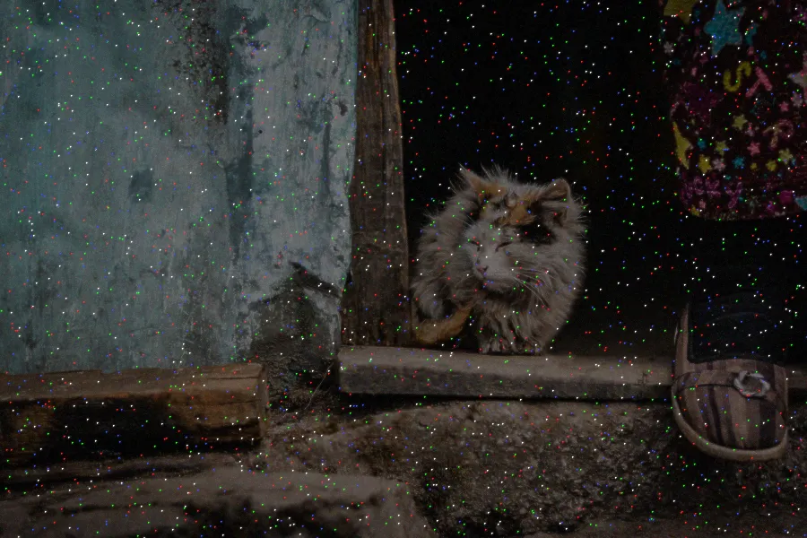 Hot Pixel Noise, applied to “Furry alley cat (Unsplash)”