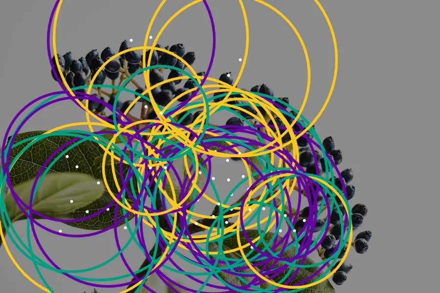 Hough Circle Transform, applied to “Infructescences (Unsplash)”