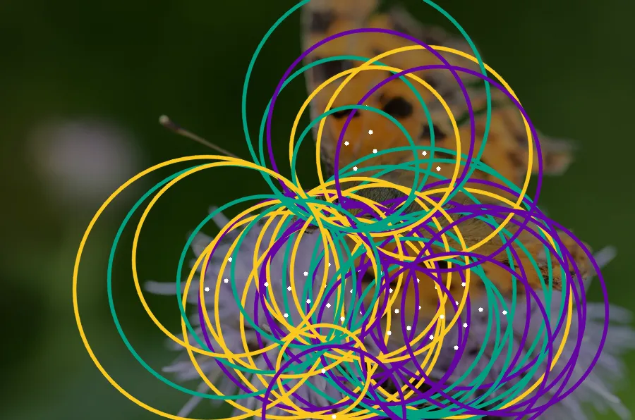 Hough Circle Transform, applied to “Orange butterfly on violet flowers (Unsplash)”