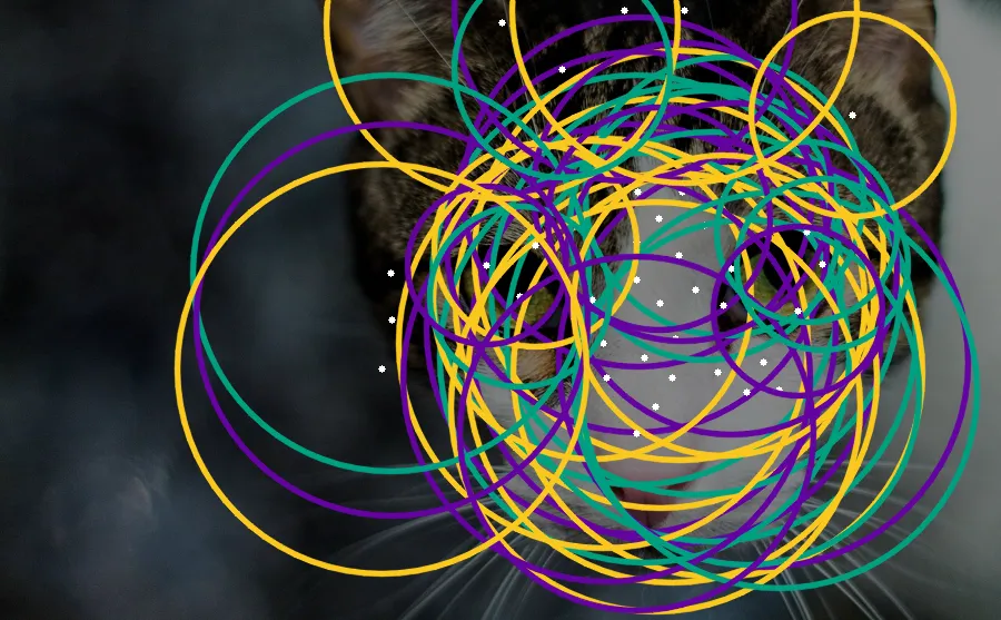 Hough Circle Transform, applied to “Cat portrait (Unsplash)”