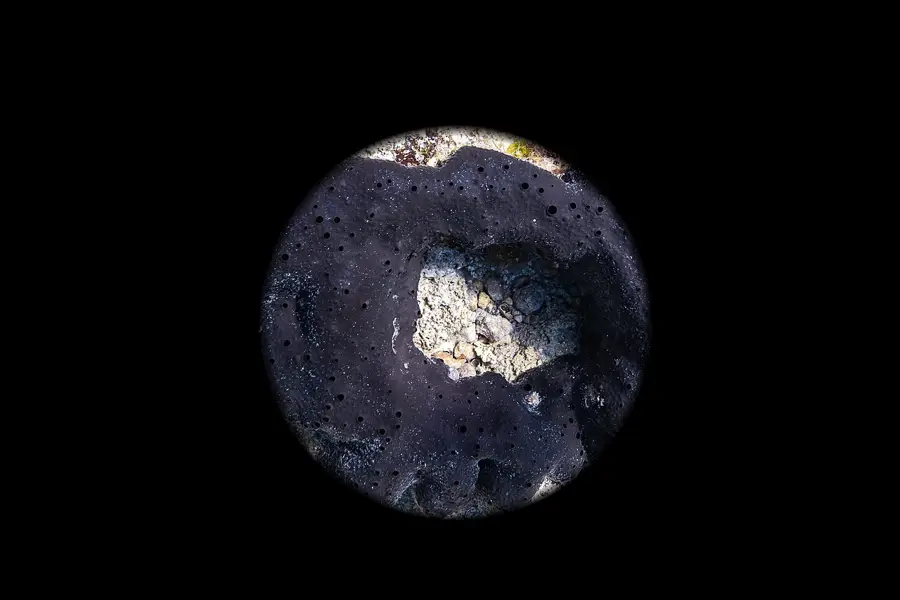 Iris Shot, applied to “Esponja (Scalarispongia scalaris), Ċirkewwa, Malta, Malta, 2021-08-24, DD 31”
