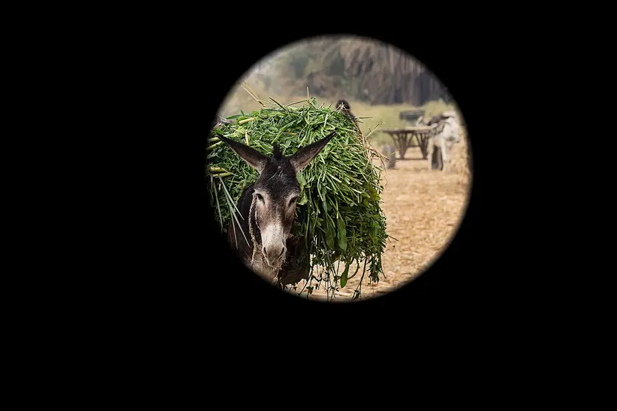 Iris Shot, applied to “A man and his donkey on the way back from the field in Aswan, Egypt (edited)”