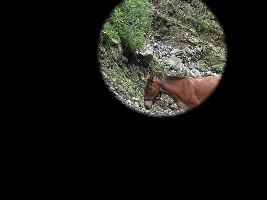 Iris Shot, applied to “Stranded mules during the Uttarakhand Floods of 2013 as encountered by People fo”