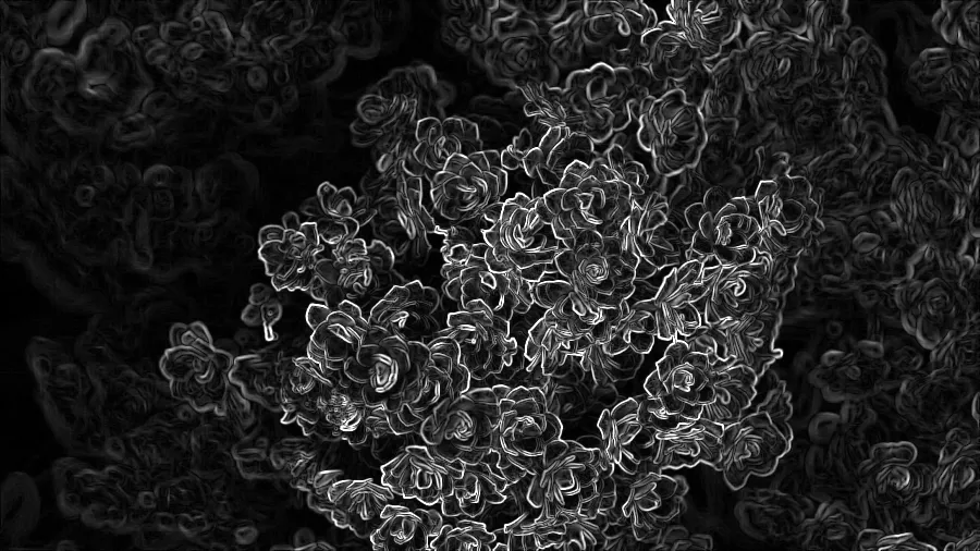 Kirsch Compass Edges, applied to “Red flowers from above (Unsplash)”