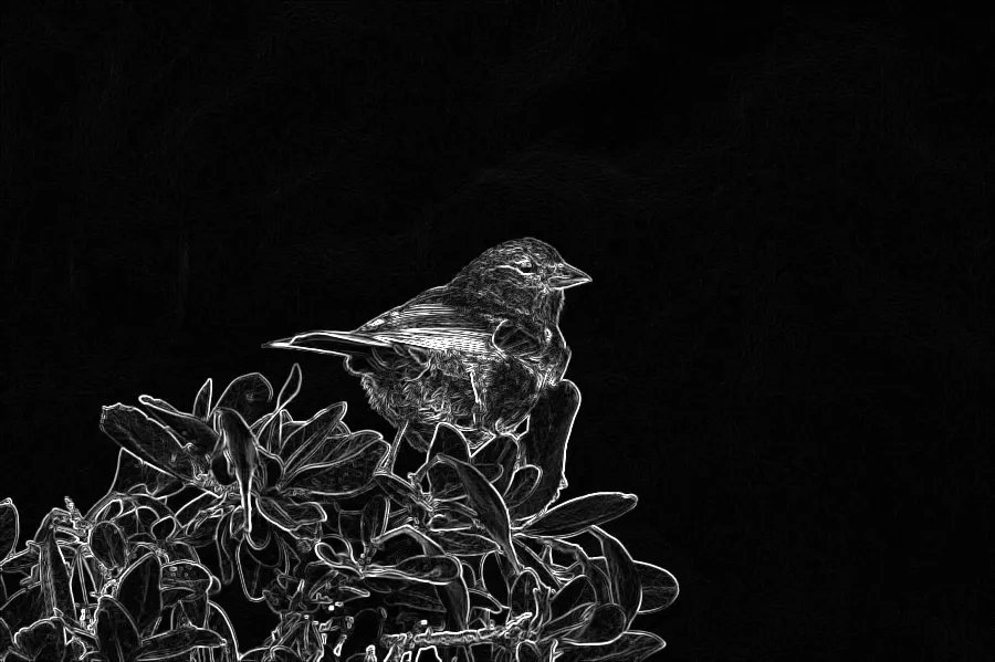 Kirsch Compass Edges, applied to “Bird Alone (Unsplash)”