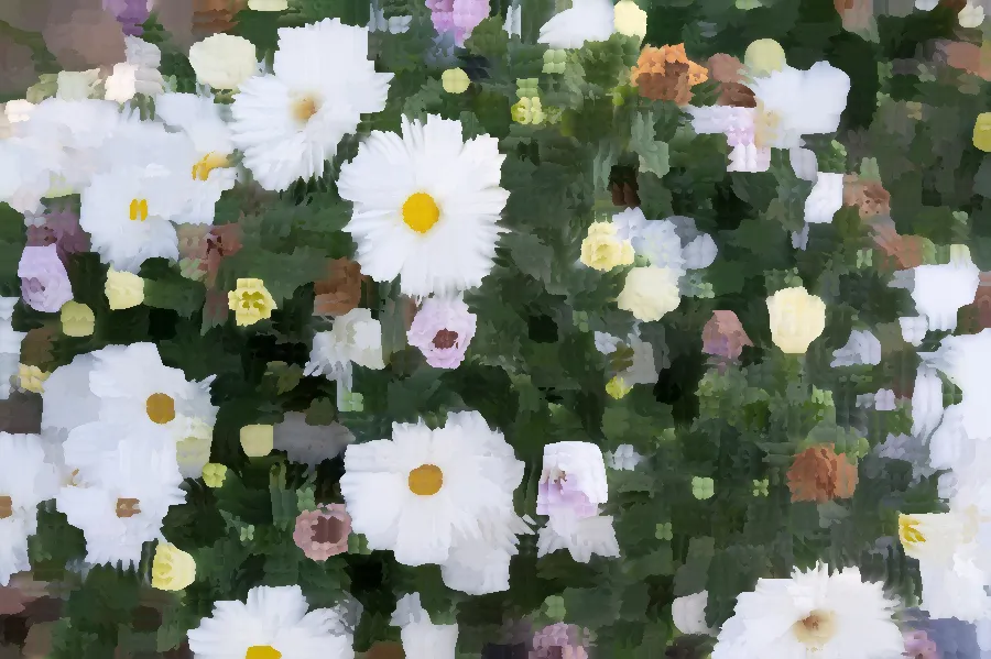 Kuwahara Filter, applied to “Colorful flowers in bloom (Unsplash)”