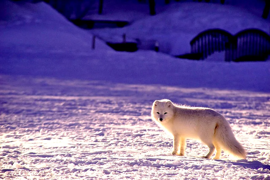 Levels Stretch, applied to “Arctic fox in snow (Unsplash)”