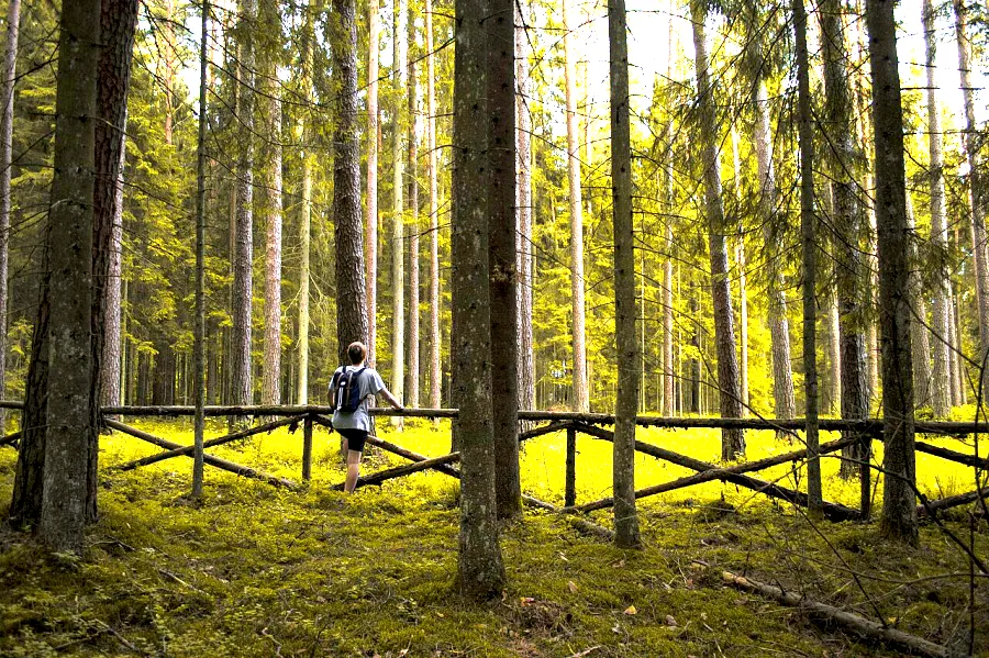 Levels Stretch, applied to “Forest fence (Unsplash)”