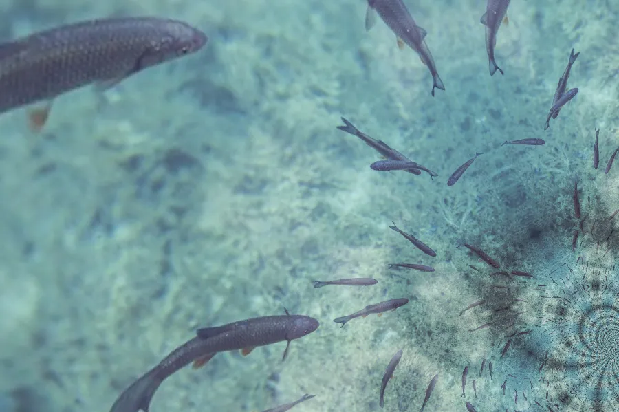 Möbius Transformation, applied to “Fish in azure water (Unsplash)”