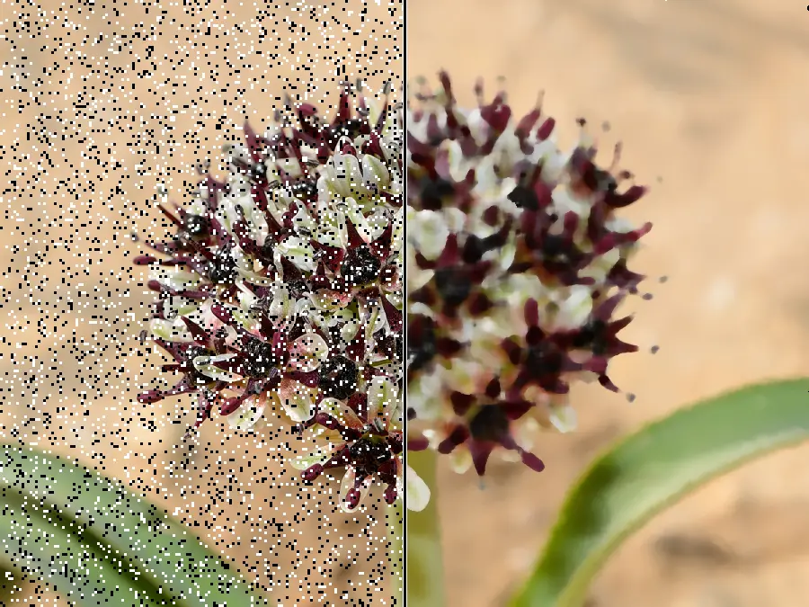 Median Filter, applied to “Allium rothii 1”