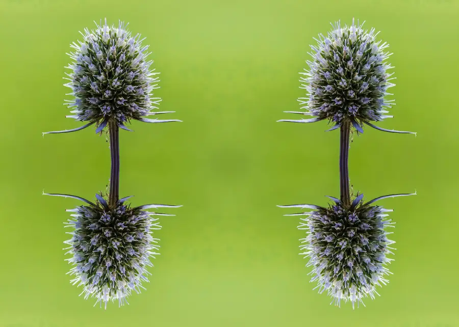 Mirror Repeat, applied to “Bloeiwijze van een Kruisdistel (Eryngium). 21-07-2023. (actm.) 01”