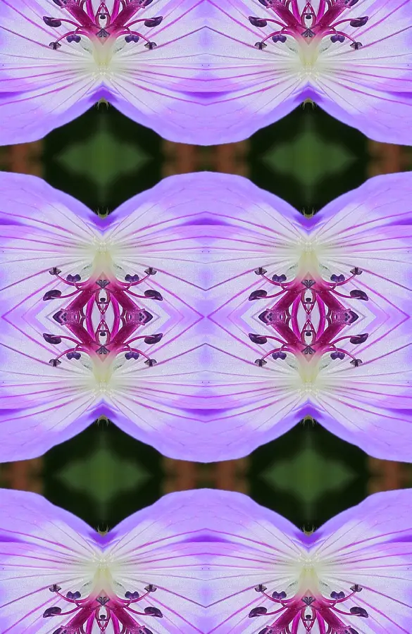 Mirror Tiling, applied to “Geranium wallichianum 'Buxton’s Blue’ 04”
