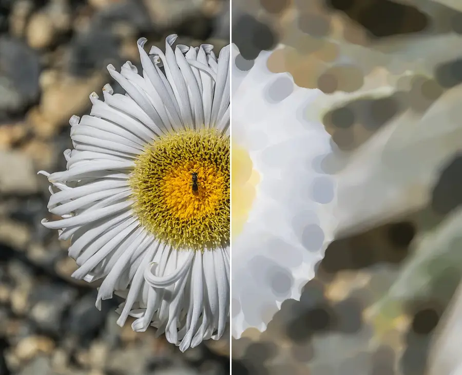 Morphological Closing, applied to “Celmisia semicordata 01”