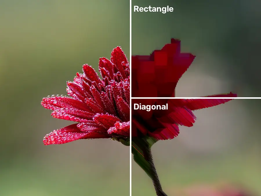 Morphological Opening, applied to “Chrysantheme rot tautropfen -20191024-RM-102058”