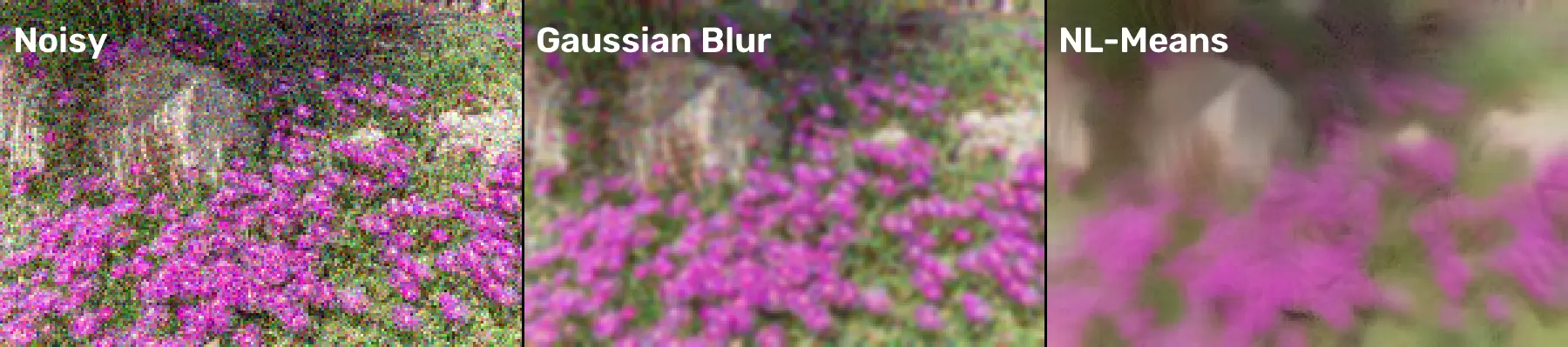 Non-Local Means Denoising, applied to “Delosperma cooperi (Délosperma rose) - 97”