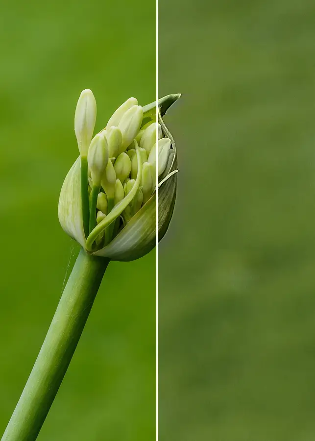 NTSC Composite Bleed, applied to “Agapanthus 'White Heaven', ingetogen schoonheid van de ontluikende bloemknop. Lo”