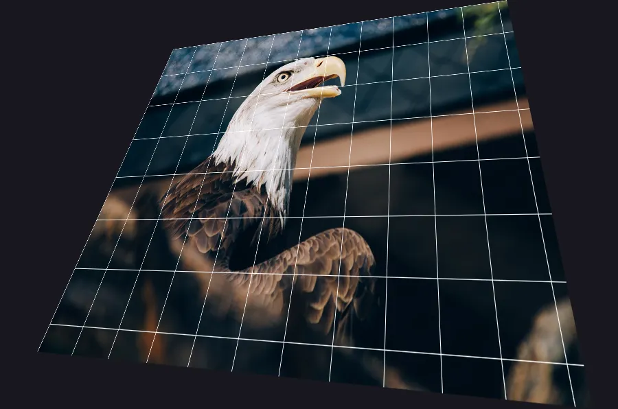 Perspective Warp, applied to “Bird of Prey (Unsplash)”